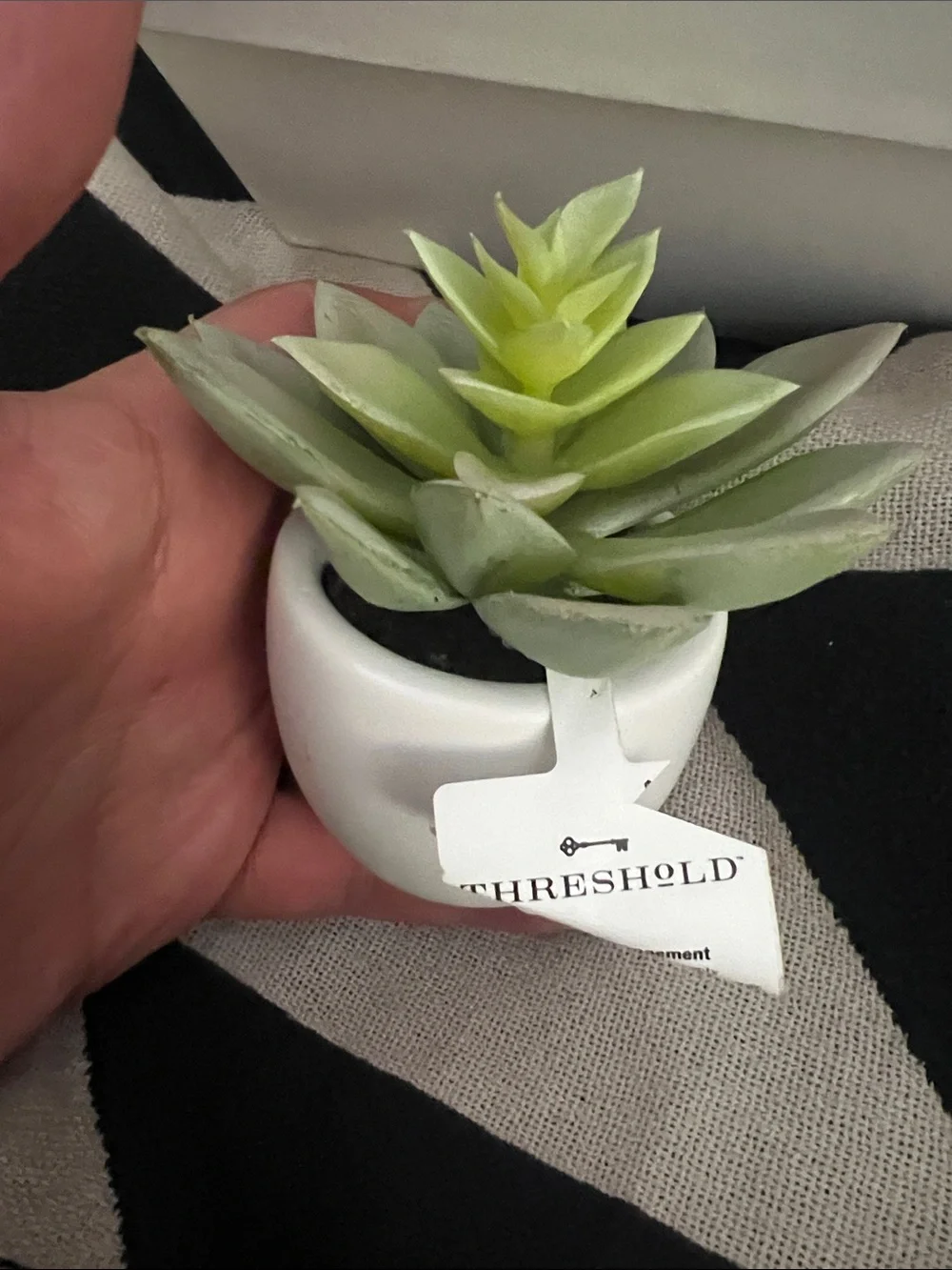 Artificial Succulent in White Ceramic Pot - Super Cute